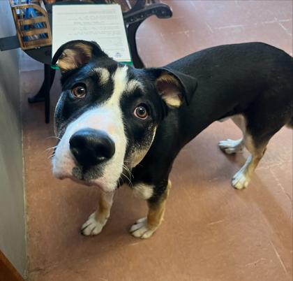 Denali, a Adoptable mixed breed in Rapid City, SD image 2/3