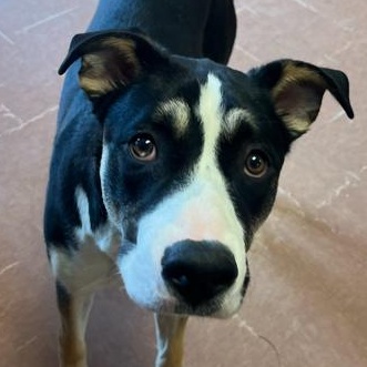 Denali, Adoptable, Young Male Terrier.