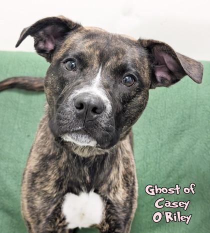 Ghost of Casey O`Riley, Adoptable, Adult Female Patterdale Terrier / Fell Terrier & Mixed Breed.