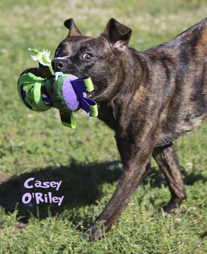 Ghost of Casey O`Riley, a Adoptable mixed breed in Mason, MI image 2/3