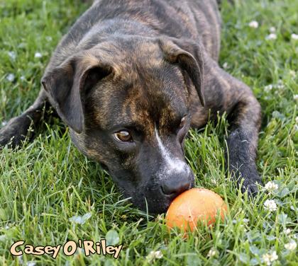 Ghost of Casey O`Riley, a Adoptable mixed breed in Mason, MI image 3/3