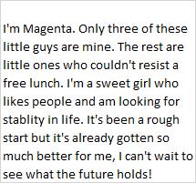 Enlarge Magenta, a ADOPTABLE Domestic Short Hair in Libby, MT image 3/3
