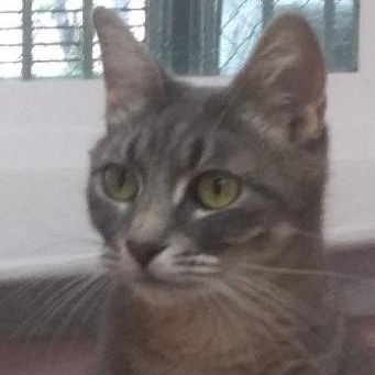 Magenta, ADOPTABLE, Young Female Domestic Short Hair.