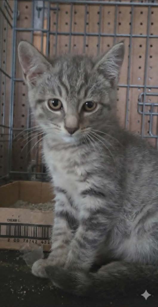 Enlarge Ruby, a Adoptable mixed breed in Olney, IL image 1/1