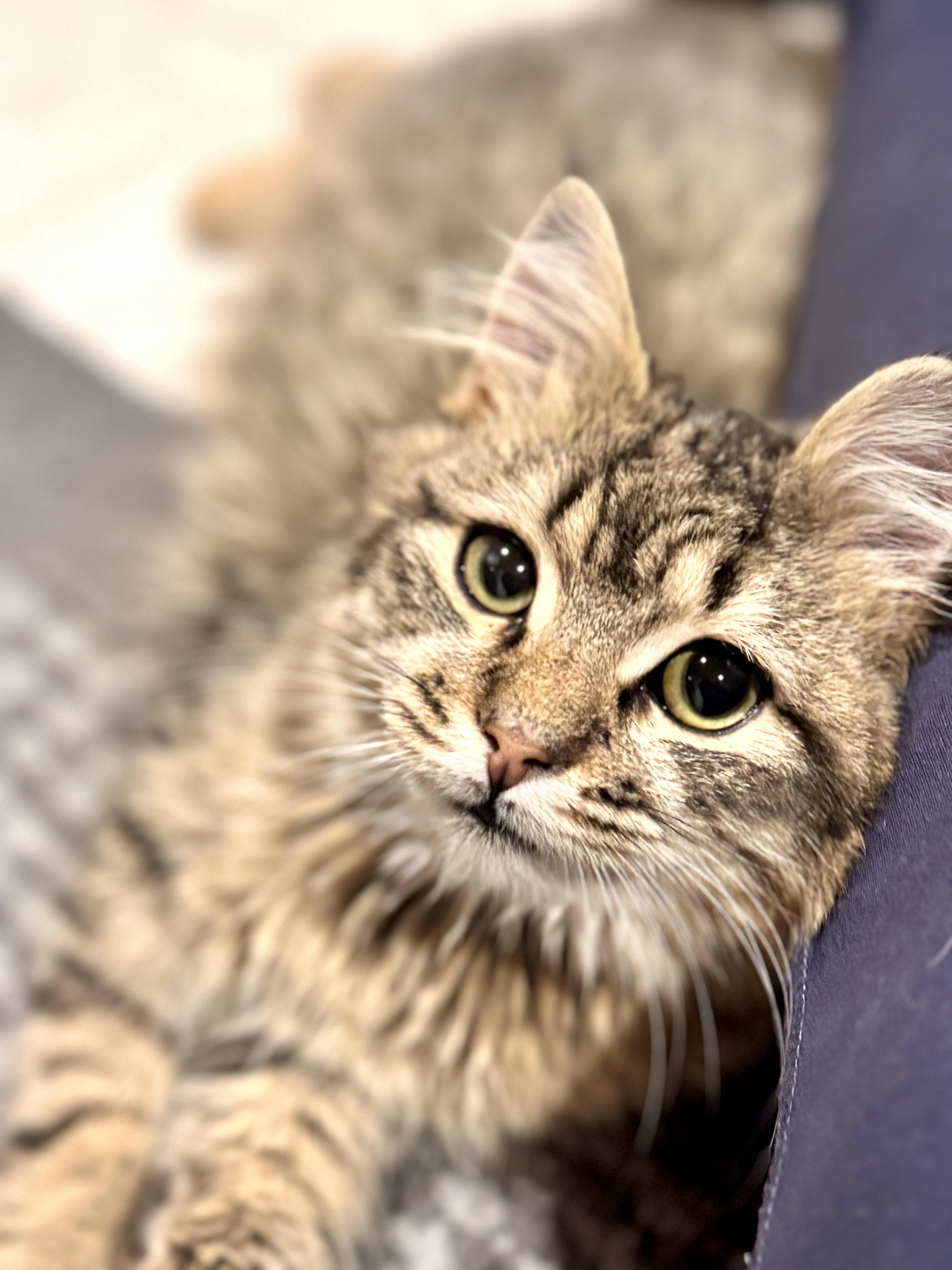 Enlarge Lord Fluffington II , an adoptable Maine Coon in Bethel, CT image 5/6