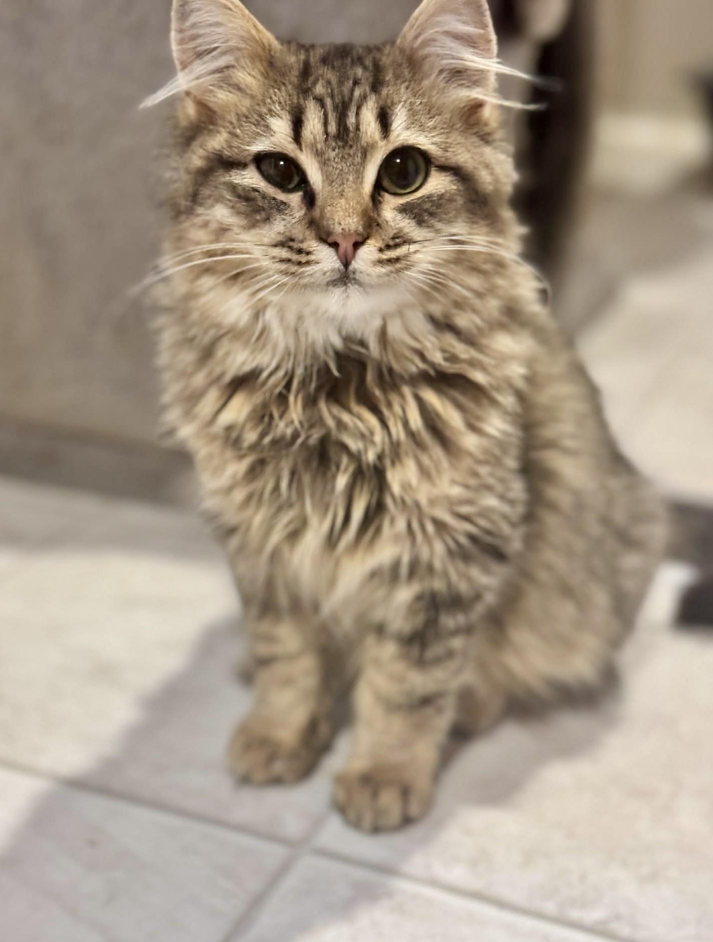 Enlarge Lord Fluffington II , an adoptable Maine Coon in Bethel, CT image 3/6