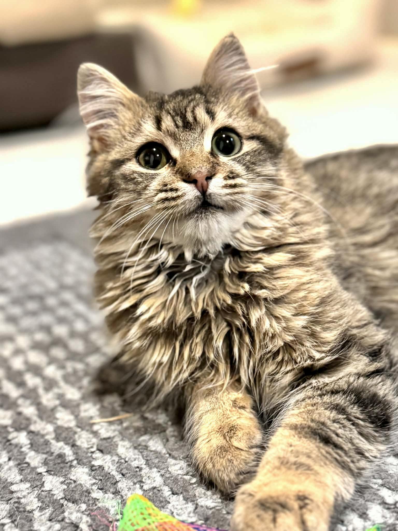 Enlarge Lord Fluffington II , an adoptable Maine Coon in Bethel, CT image 2/6