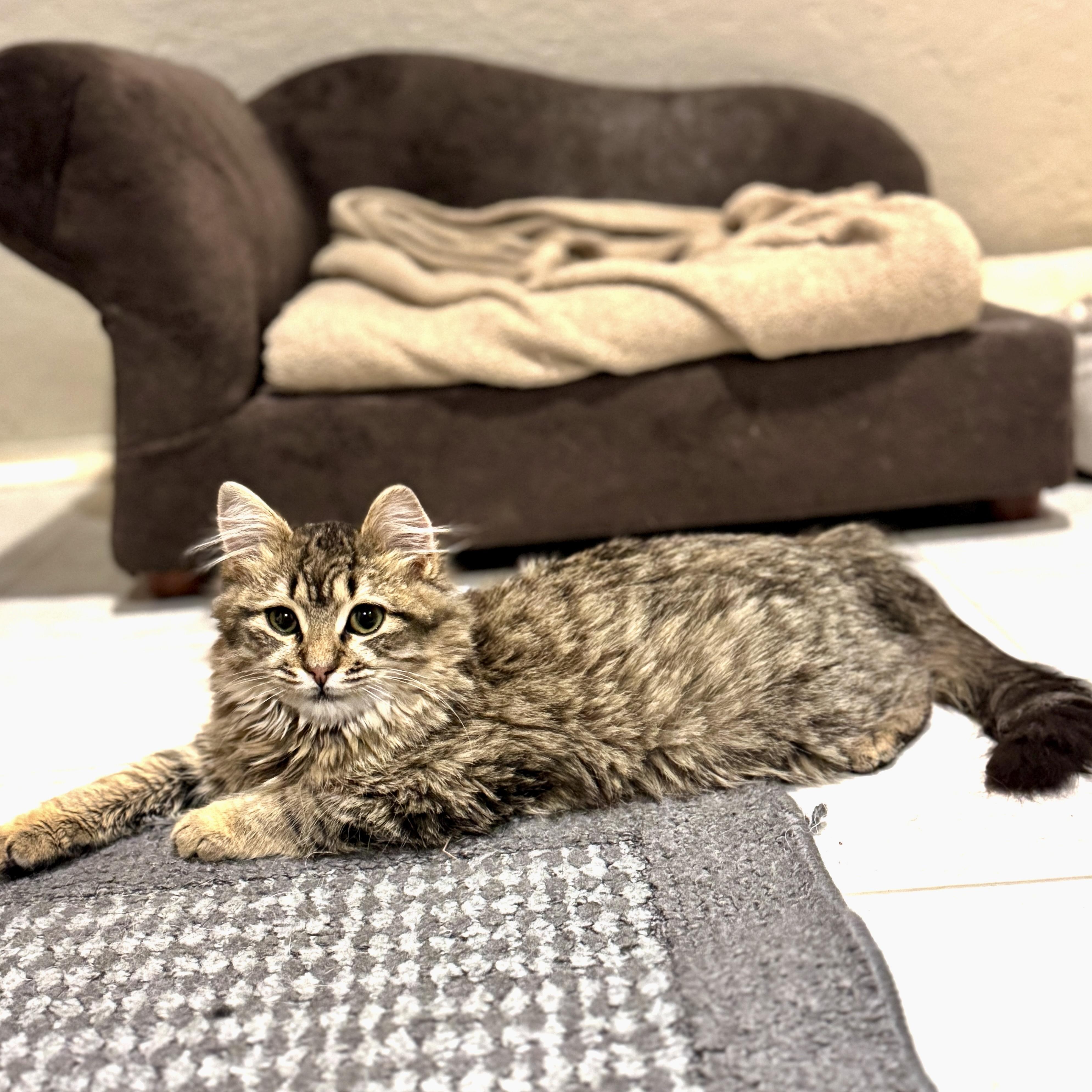 Lord Fluffington II , adoptable, Kitten Male Maine Coon.