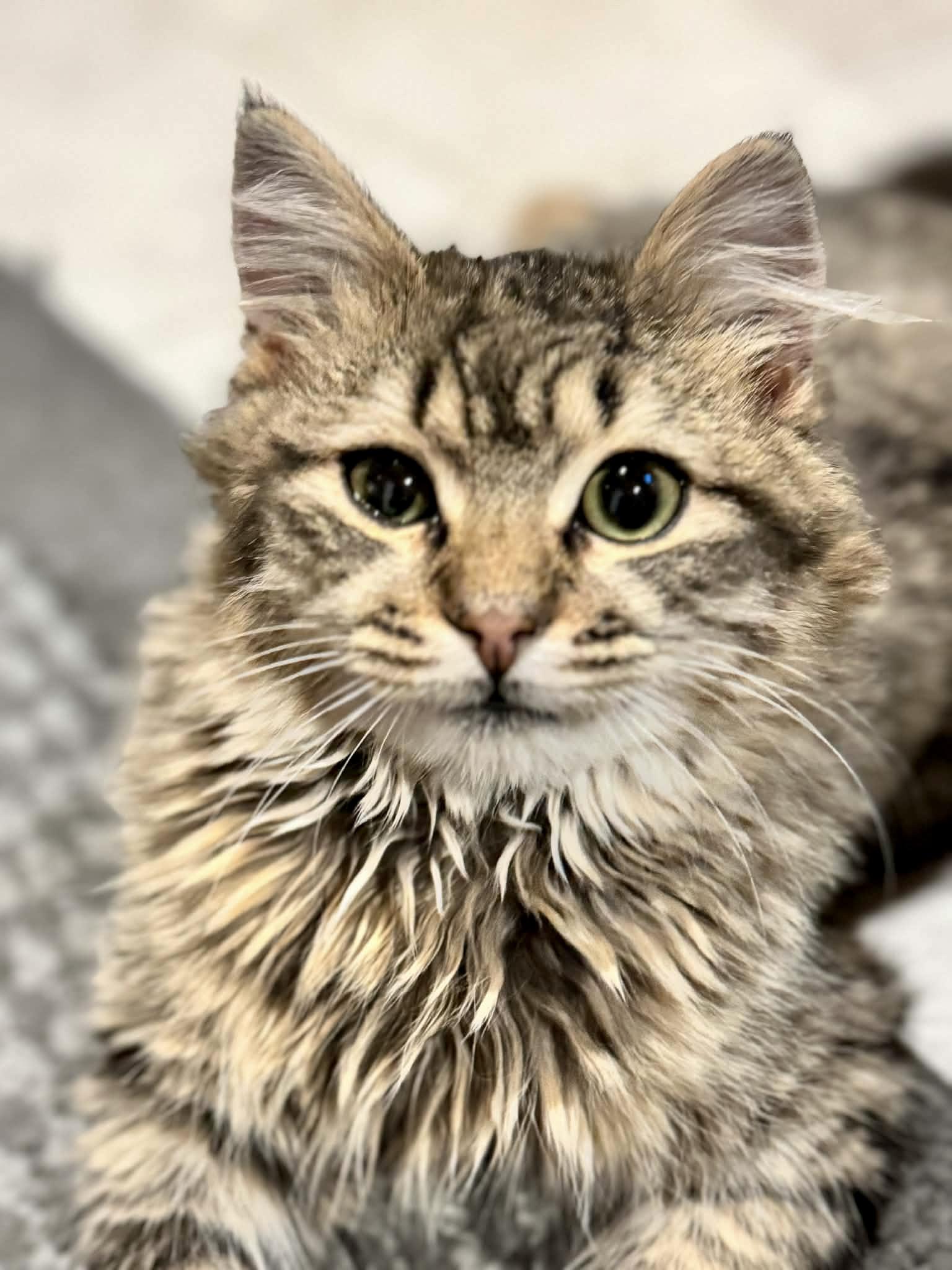 Enlarge Lord Fluffington II , an adoptable Maine Coon in Bethel, CT image 4/6