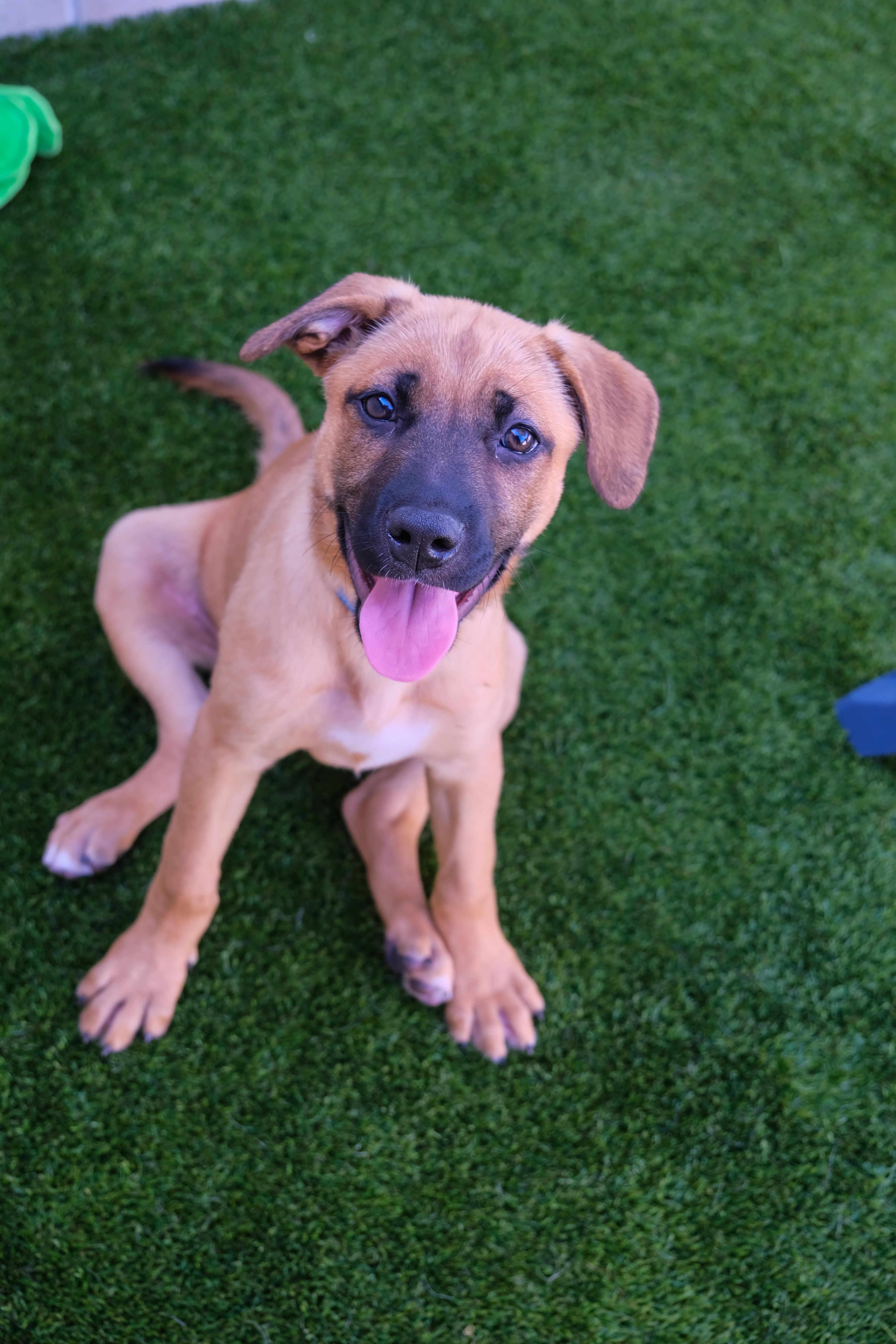 Jasmine, Adoptable, Puppy Female German Shepherd Dog.