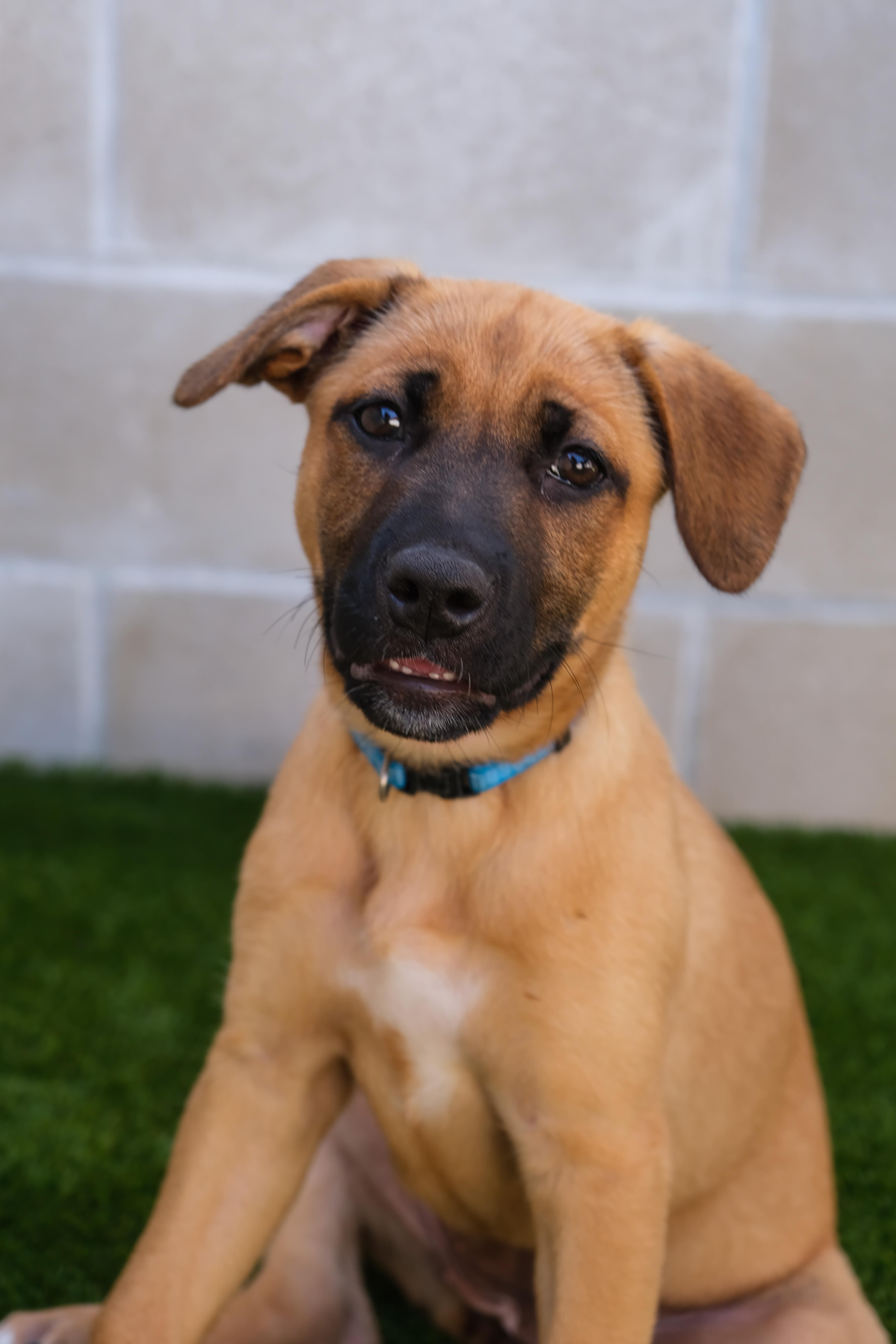 Jasmine, a Adoptable mixed breed in Newport Beach, CA image 2/5