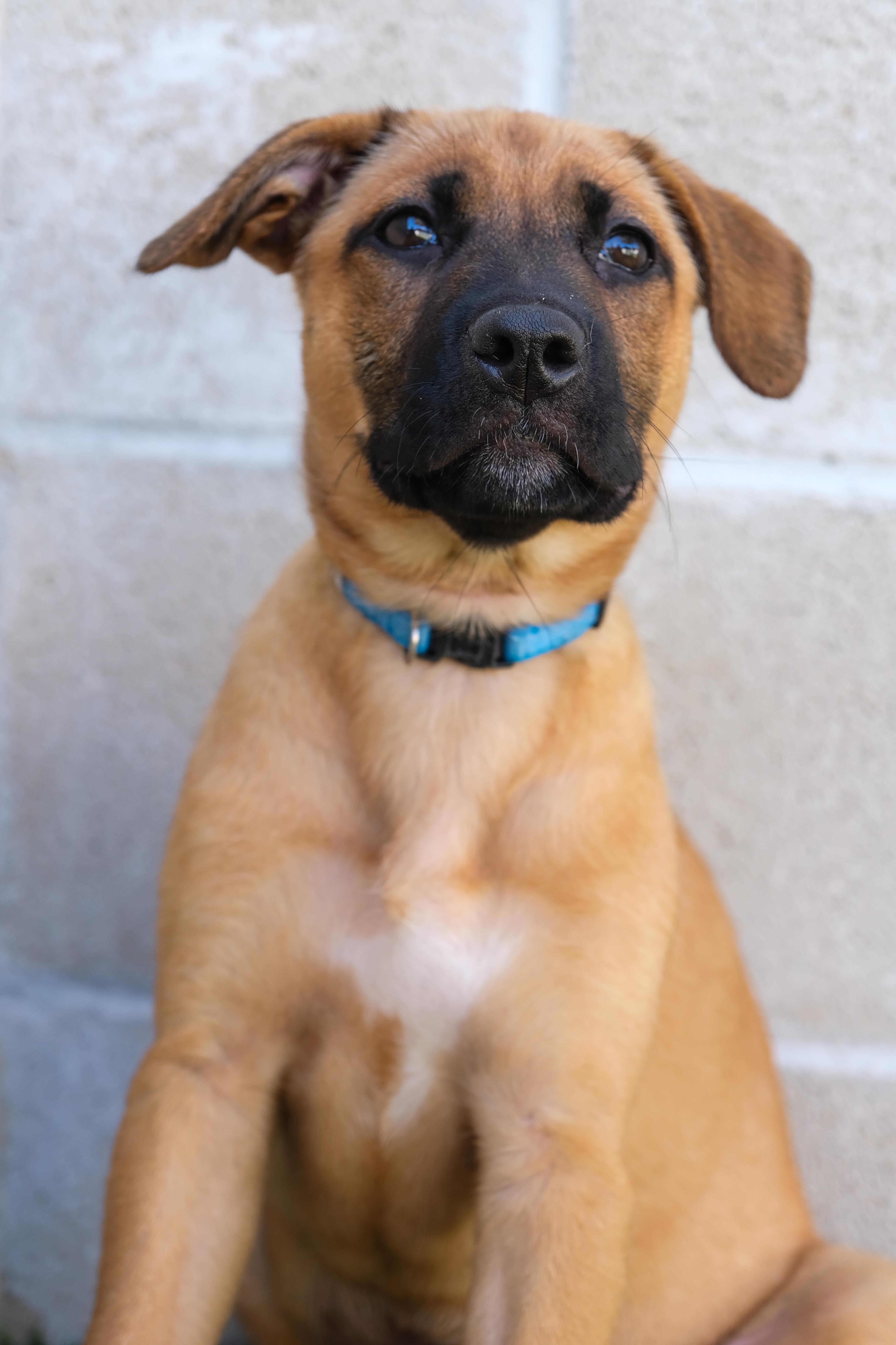 Jasmine, a Adoptable mixed breed in Newport Beach, CA image 3/5