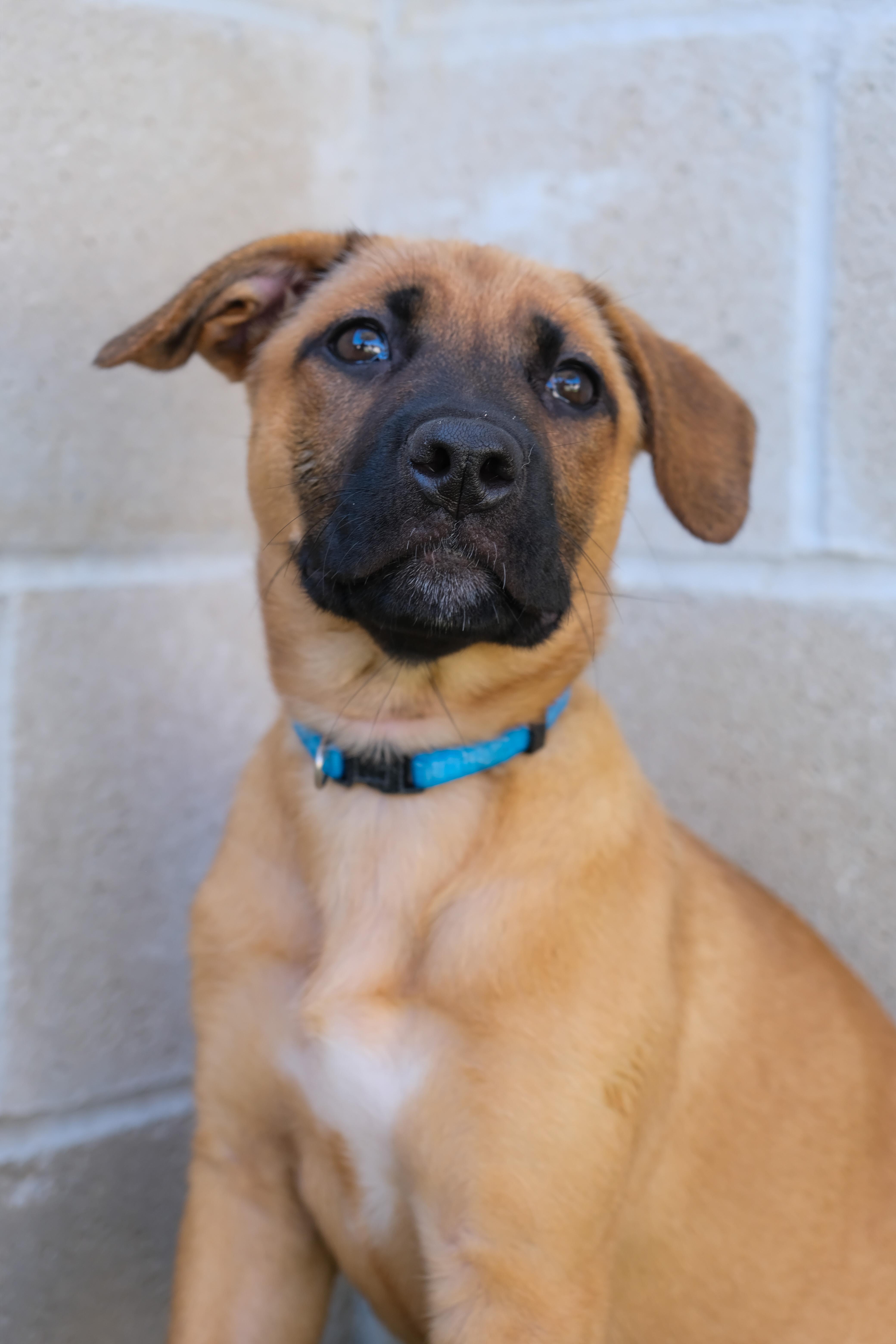 Jasmine, a Adoptable mixed breed in Newport Beach, CA image 4/5
