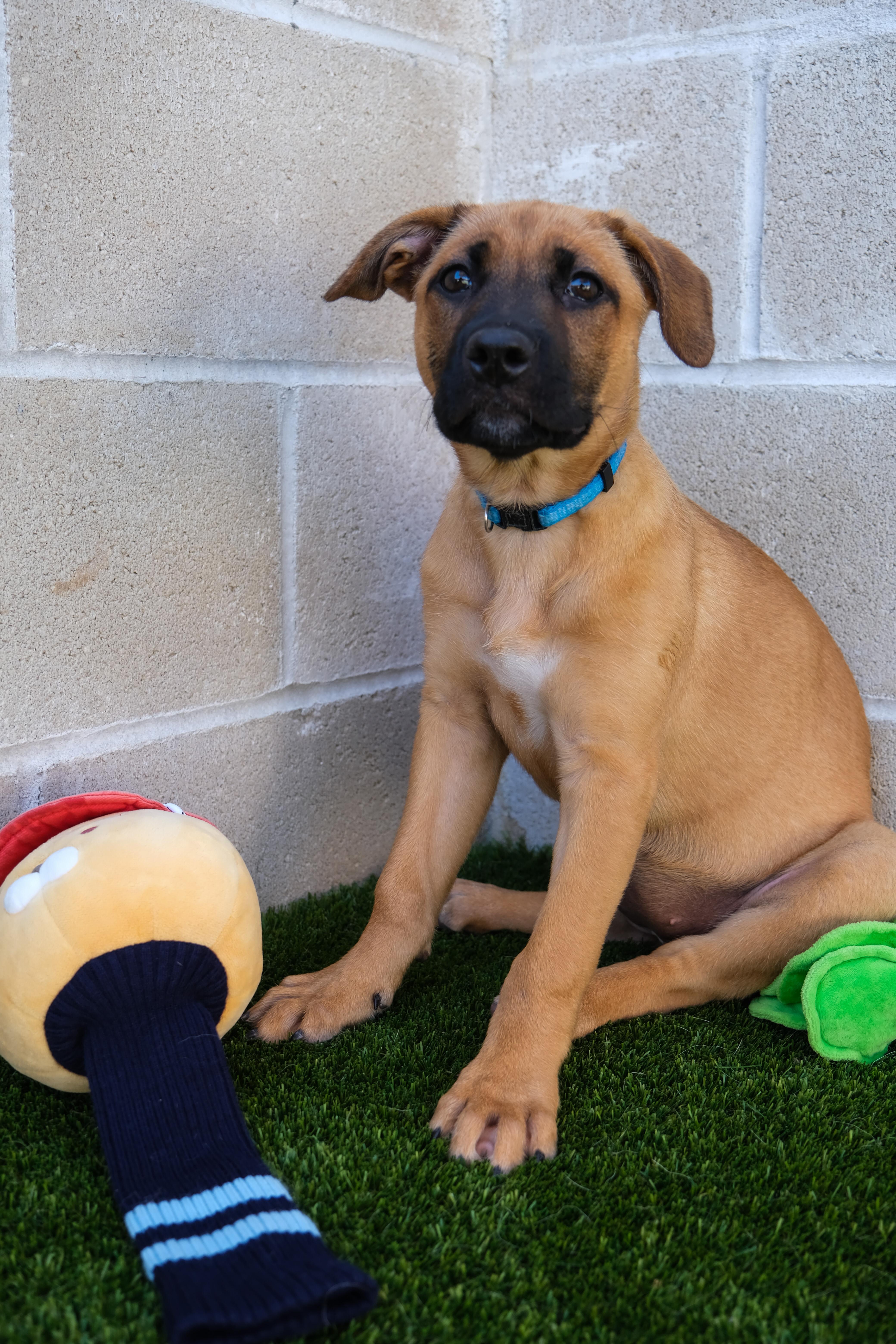 Jasmine, a Adoptable mixed breed in Newport Beach, CA image 5/5