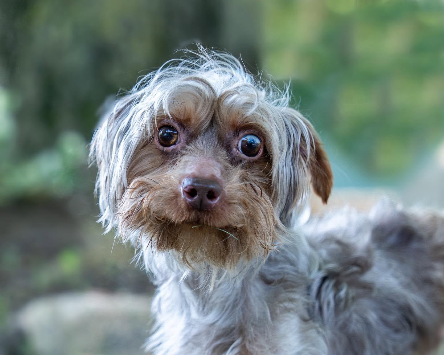 Dobby, ADOPTABLE, Young Male Yorkshire Terrier.