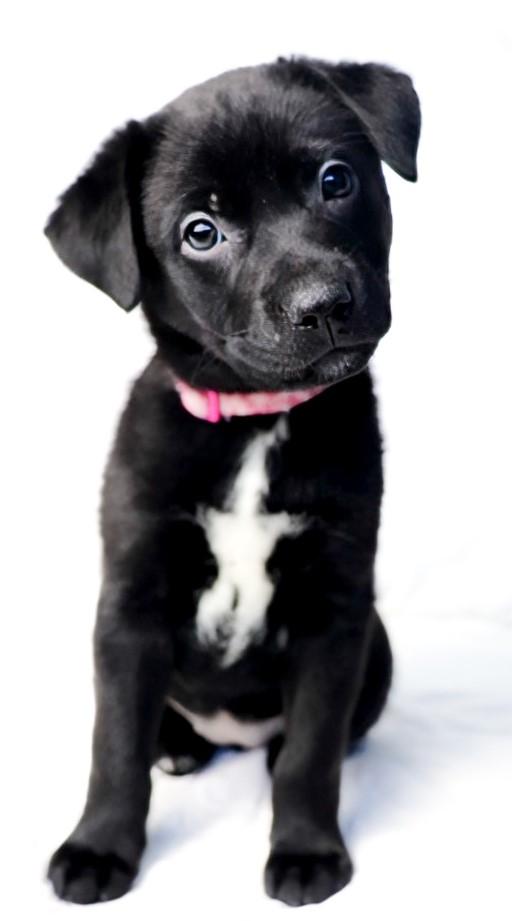 Huci, adoptable, Puppy Female Labrador Retriever & Chihuahua.