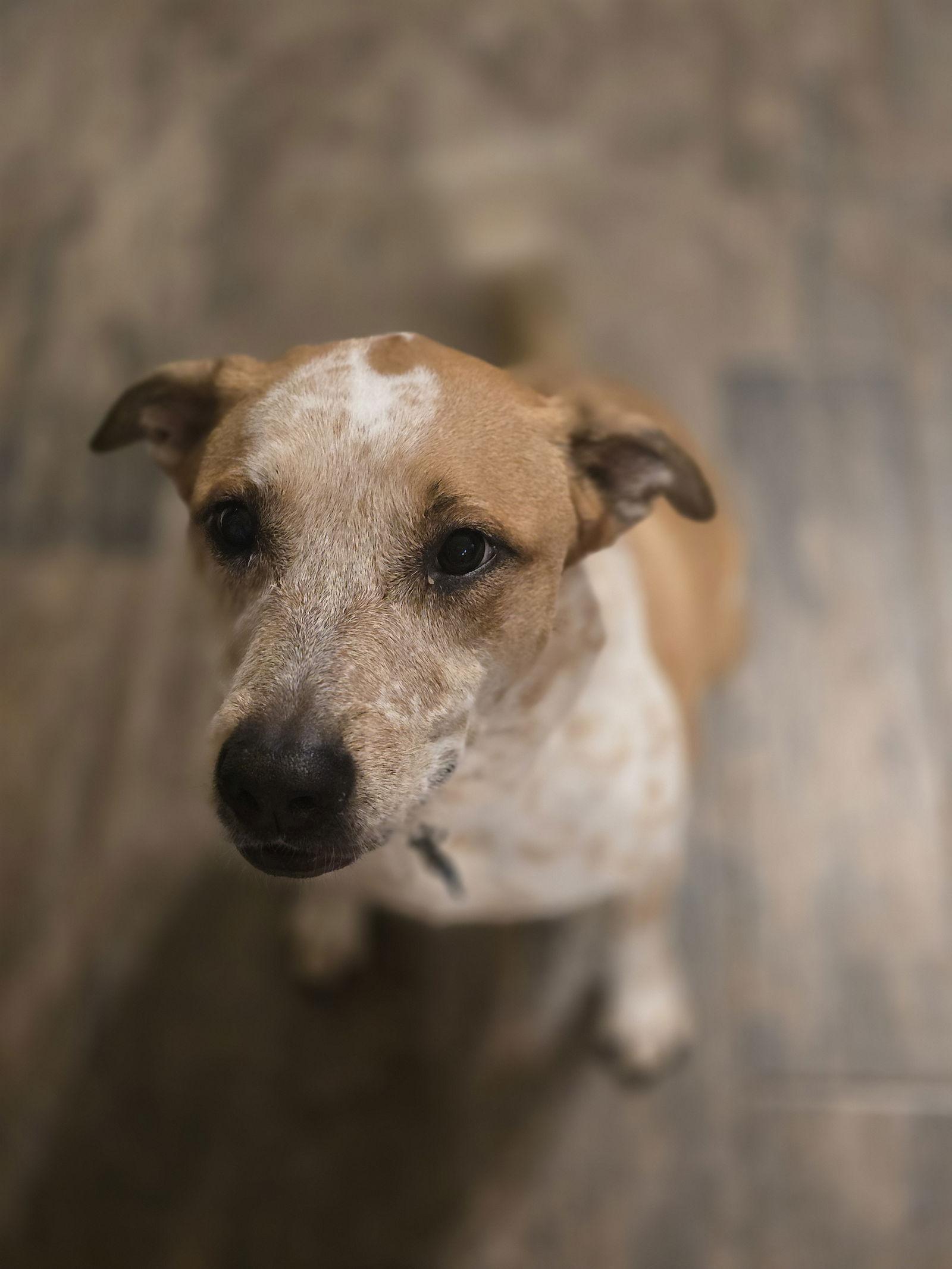 Holly, a Adopted mixed breed in Rosenberg, TX image 1/3