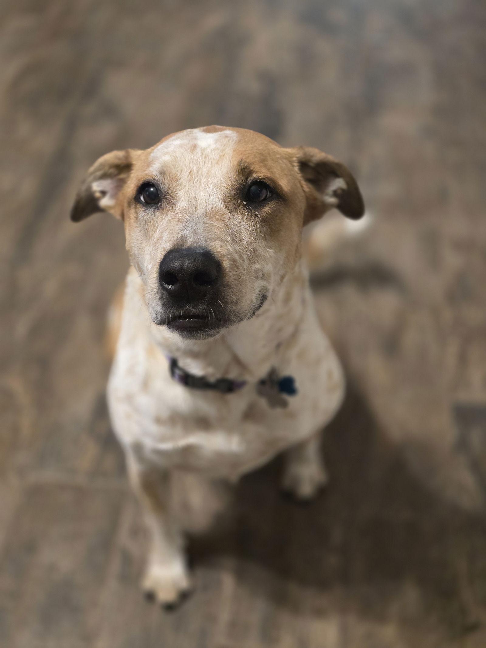 Holly, a Adopted mixed breed in Rosenberg, TX image 2/3