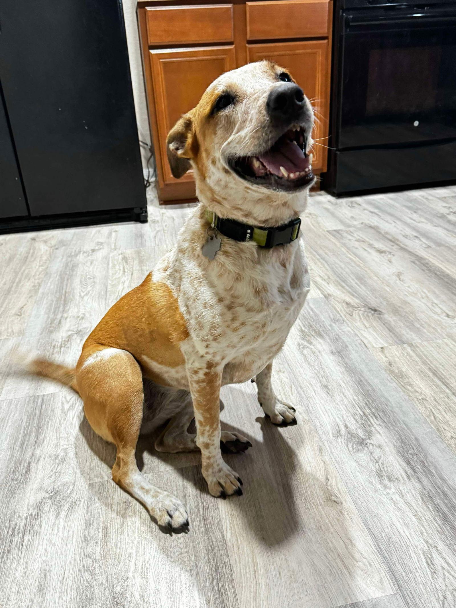 Holly, a Adopted mixed breed in Rosenberg, TX image 3/3