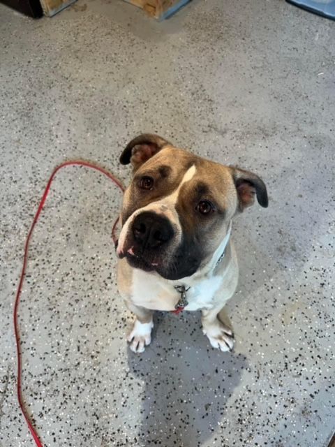 Moose, a Adopted American Bully in Glenview, IL image 1/5