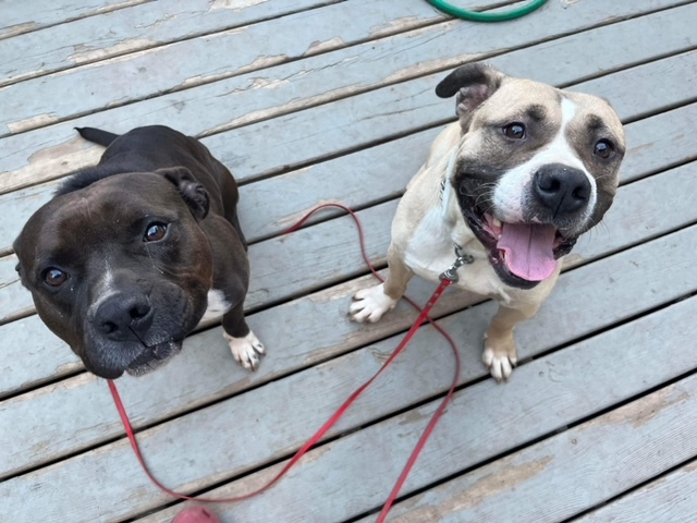 Moose, a Adopted American Bully in Glenview, IL image 2/5