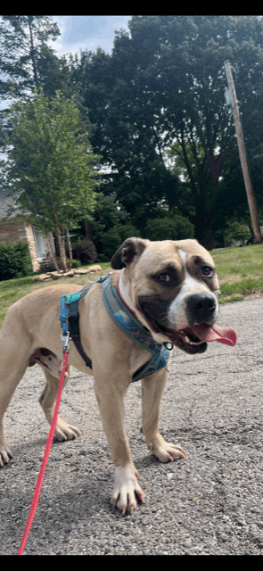 Moose, a Adopted American Bully in Glenview, IL image 3/5