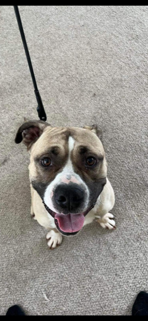 Moose, a Adopted American Bully in Glenview, IL image 4/5