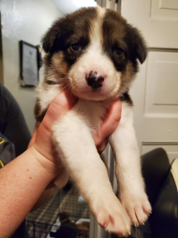 Surge, Adopted, Puppy Female German Shepherd Dog & Husky.