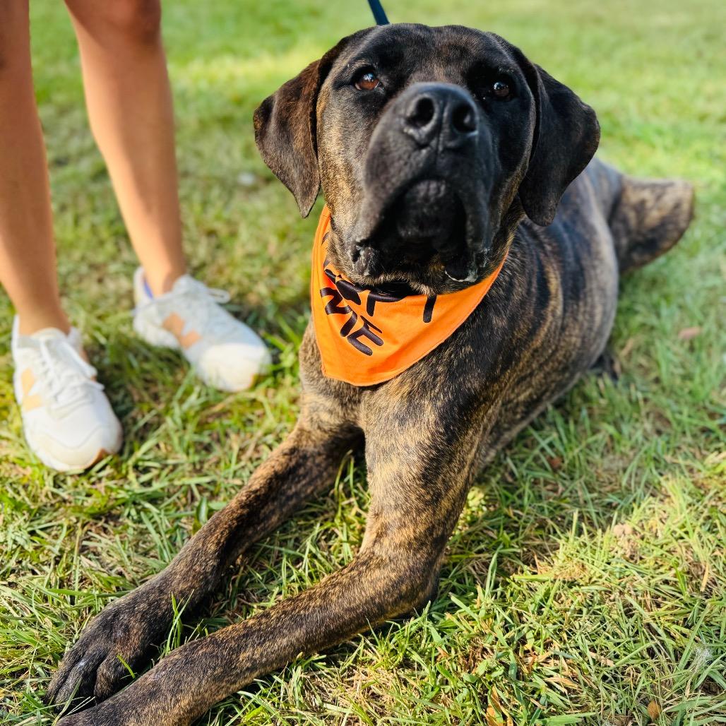 Silas, Adoptable, Adult Male Cane Corso.