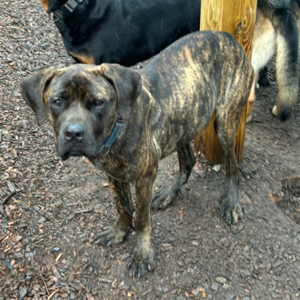 Enlarge Silas, a Adoptable Cane Corso in Peachtree City, GA image 2/3