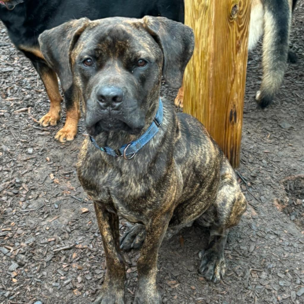 Enlarge Silas, a Adoptable Cane Corso in Peachtree City, GA image 3/3