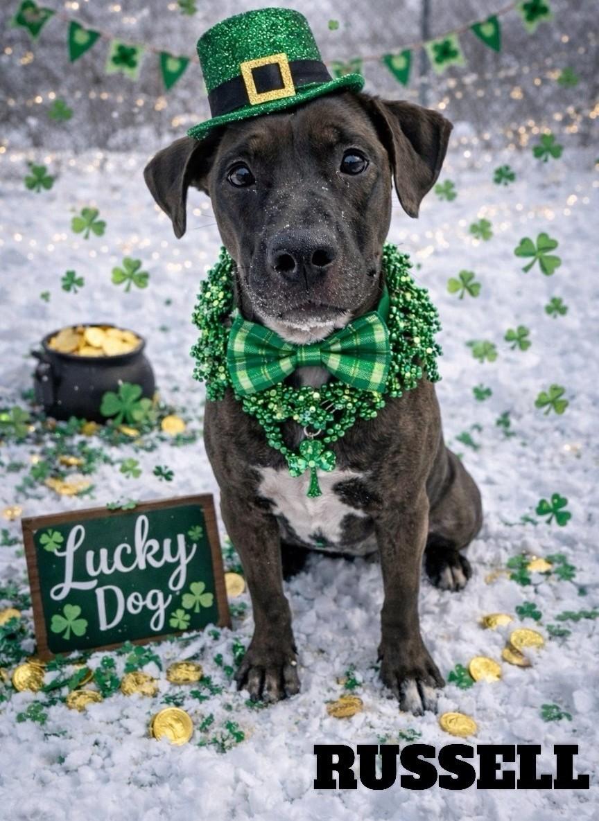 Russell, Adoptable, Adult Male Black Labrador Retriever & American Bully.