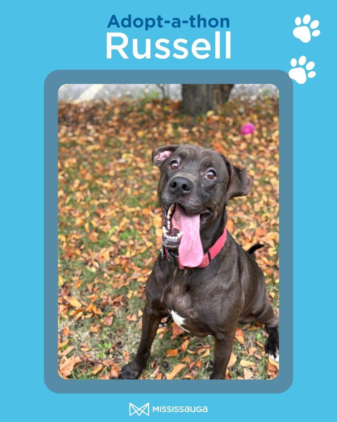 Russell, a Adoptable mixed breed in Mississauga, ON image 1/6