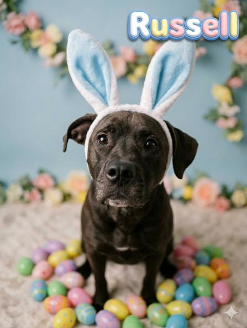 Enlarge Russell- Reduced adoption fee (cost of a license), a Adoptable mixed breed in Mississauga, ON image 1/6