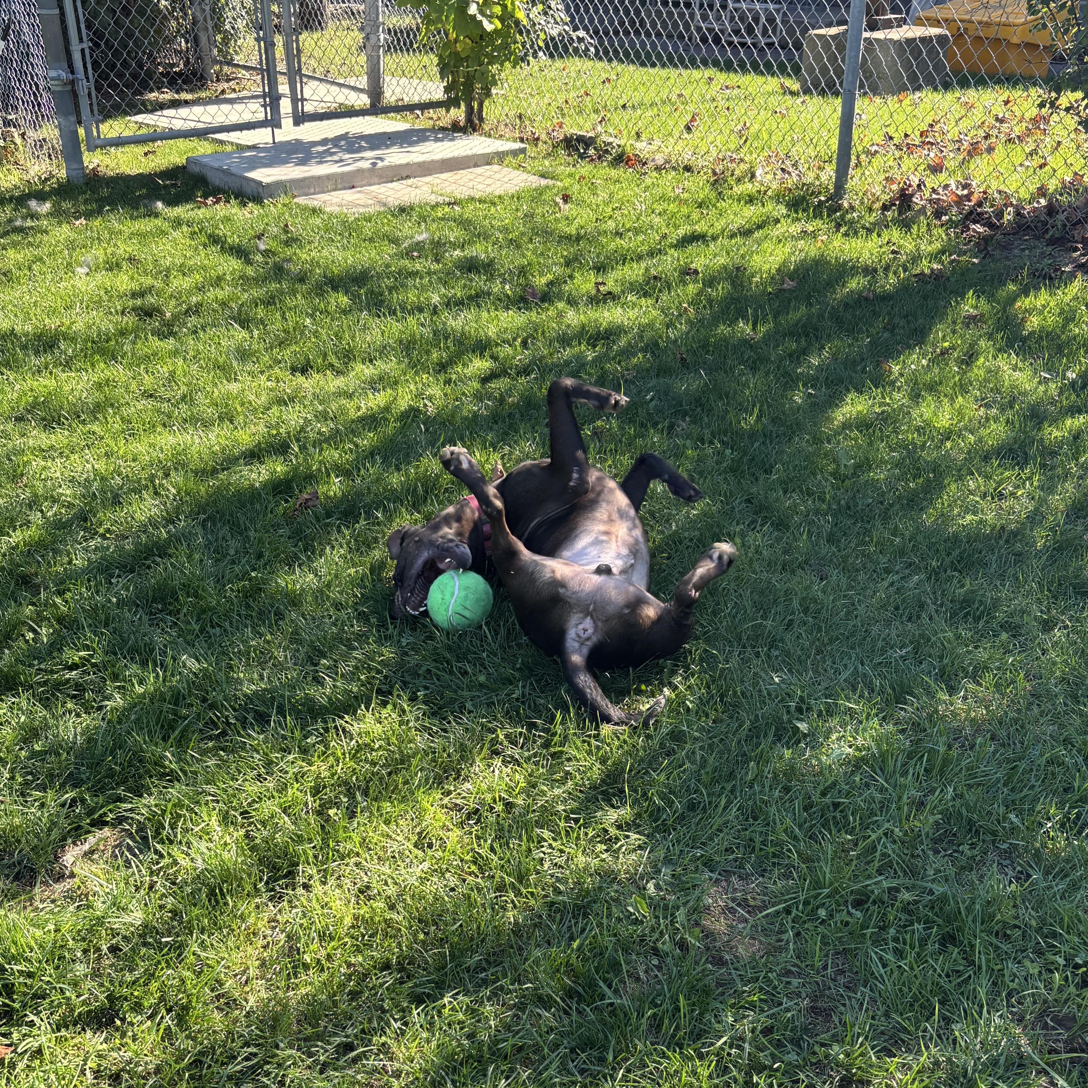 Russell, a Adoptable mixed breed in Mississauga, ON image 4/6