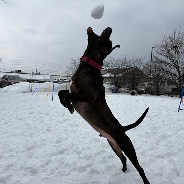 Enlarge Russell- Reduced adoption fee (cost of a license), a Adoptable mixed breed in Mississauga, ON image 3/6