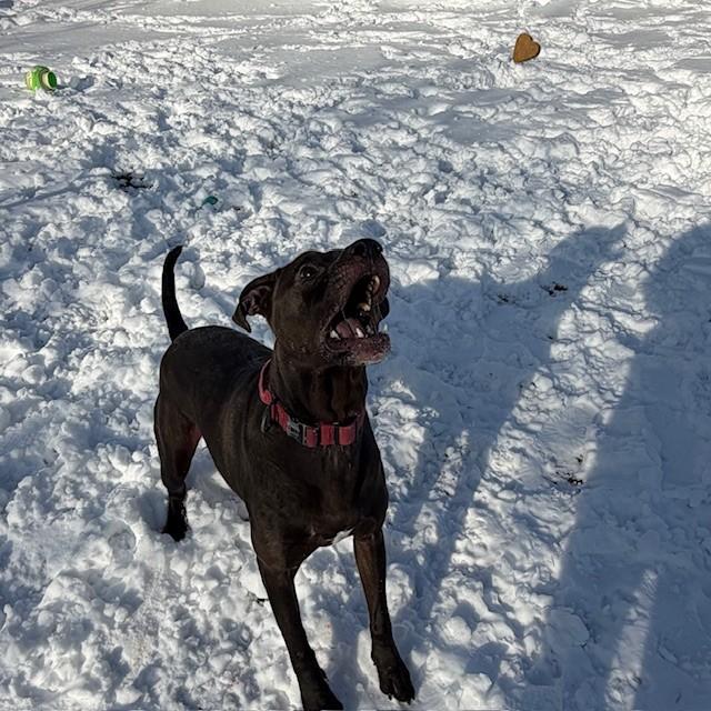 Enlarge Russell- Reduced adoption fee (cost of a license), a Adoptable mixed breed in Mississauga, ON image 4/6