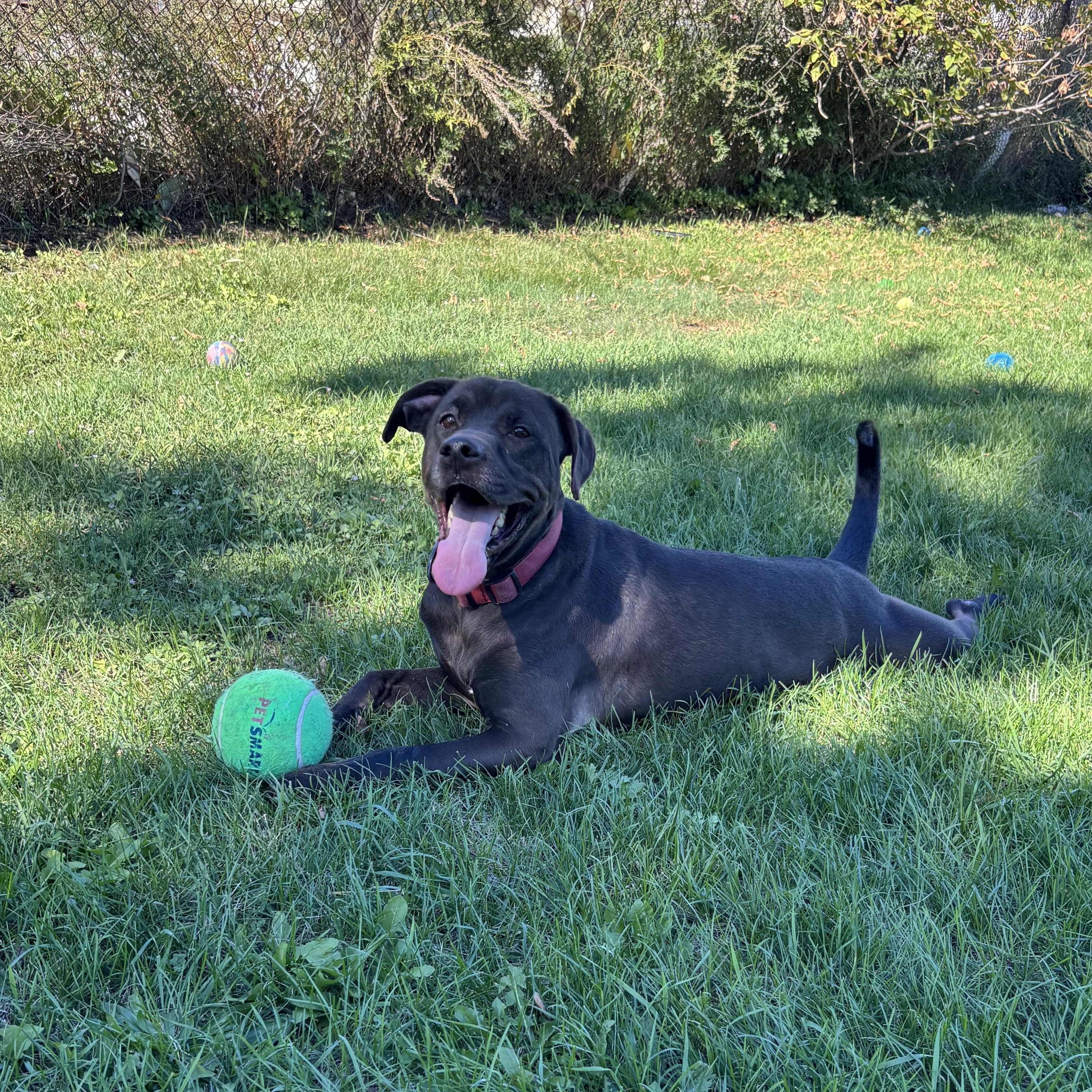 Russell, a Adoptable mixed breed in Mississauga, ON image 3/6