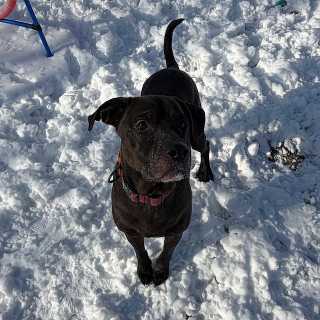 Enlarge Russell- Reduced adoption fee (cost of a license), a Adoptable mixed breed in Mississauga, ON image 2/6