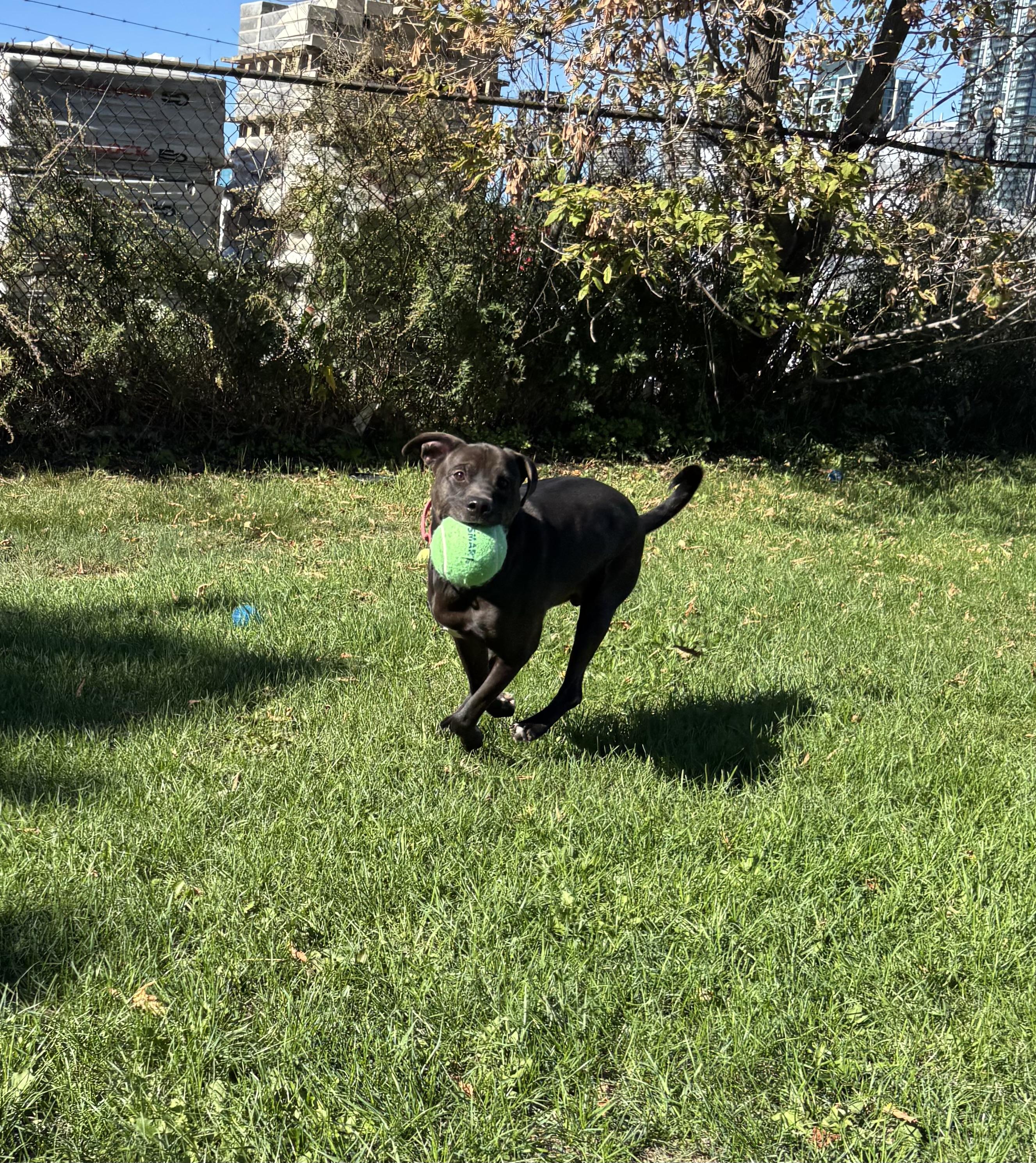 Russell, a Adoptable mixed breed in Mississauga, ON image 5/6