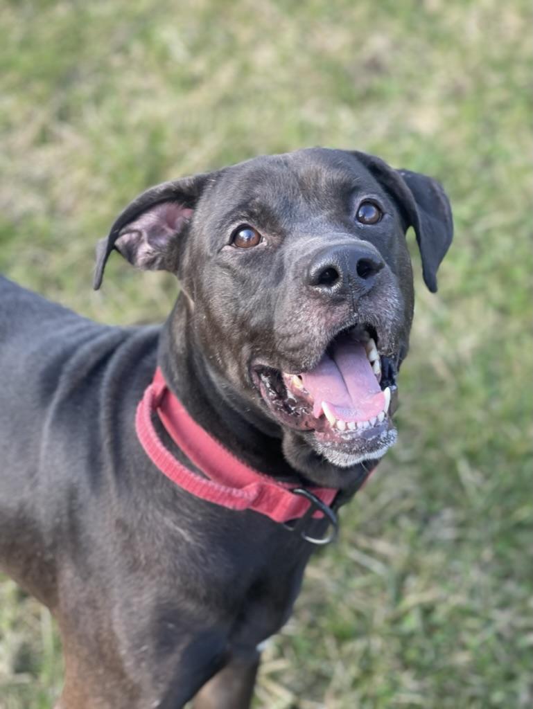 Russell, a Adoptable mixed breed in Mississauga, ON image 2/6