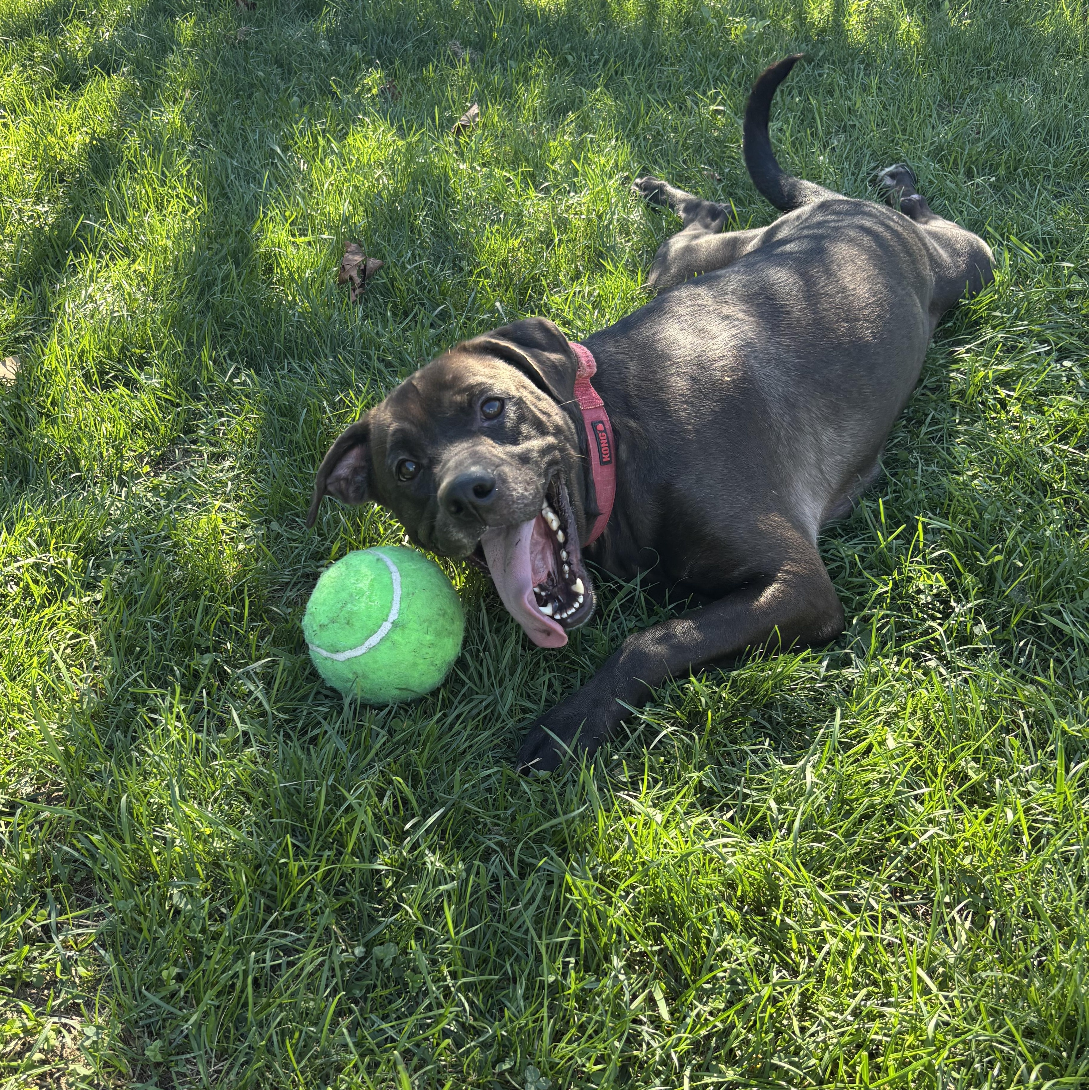 Russell, a Adoptable mixed breed in Mississauga, ON image 6/6