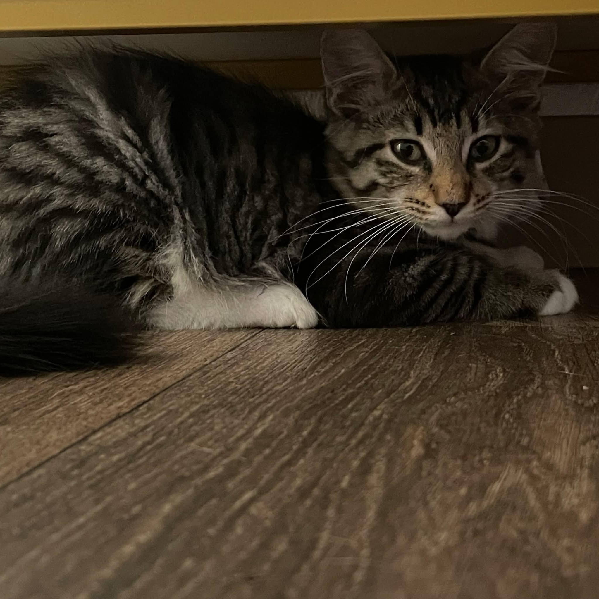 Twix, a ADOPTABLE mixed breed in Gladstone, OR image 4/4