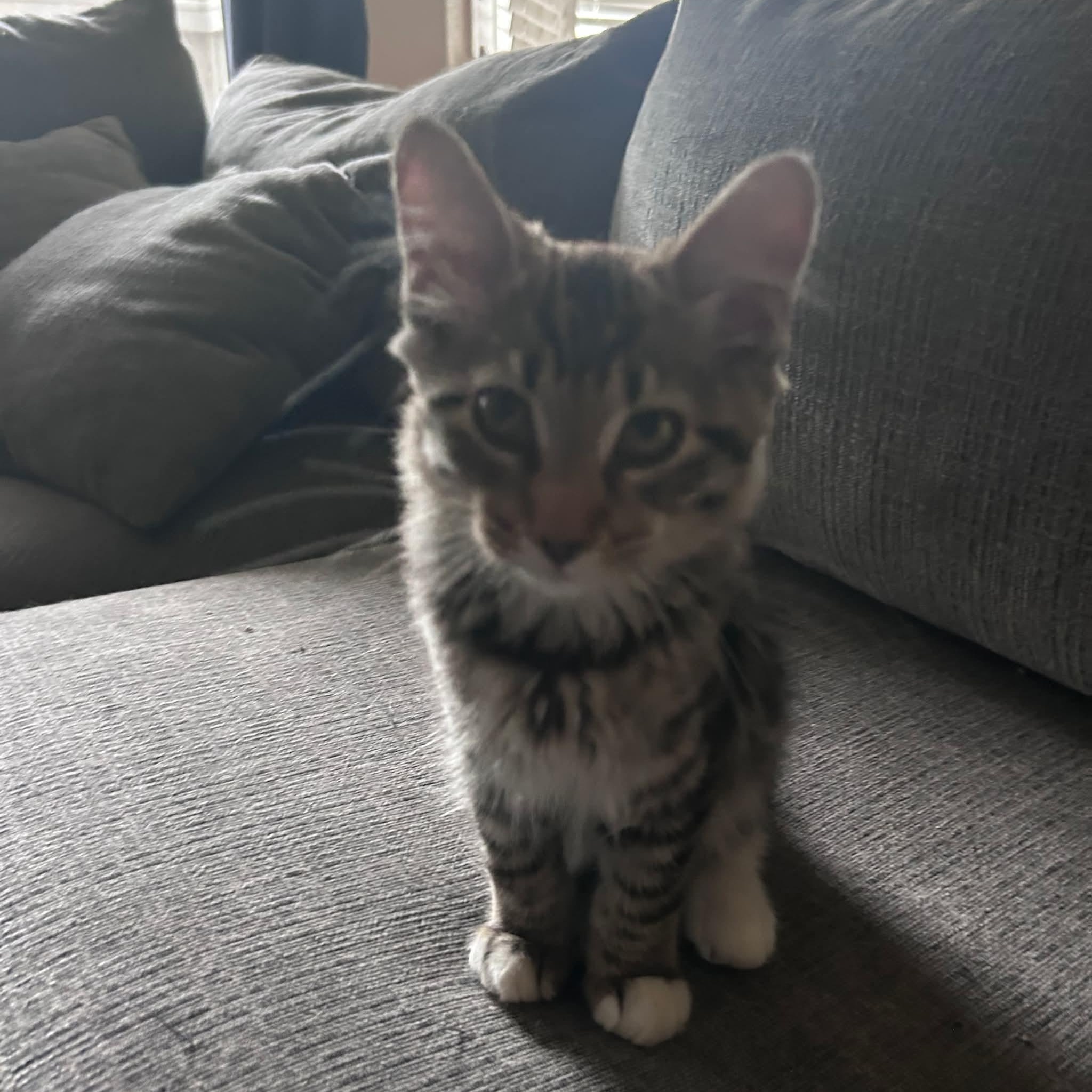 Twix, ADOPTABLE, Kitten Male Tabby & Domestic Medium Hair.