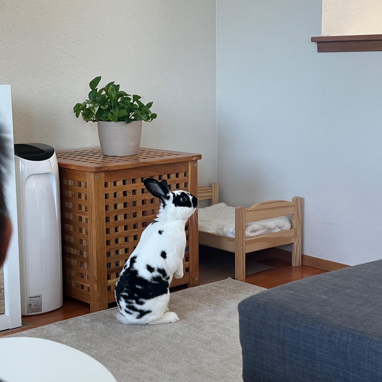 Sushi, an adoptable mixed breed in Carnation, WA image 1/5