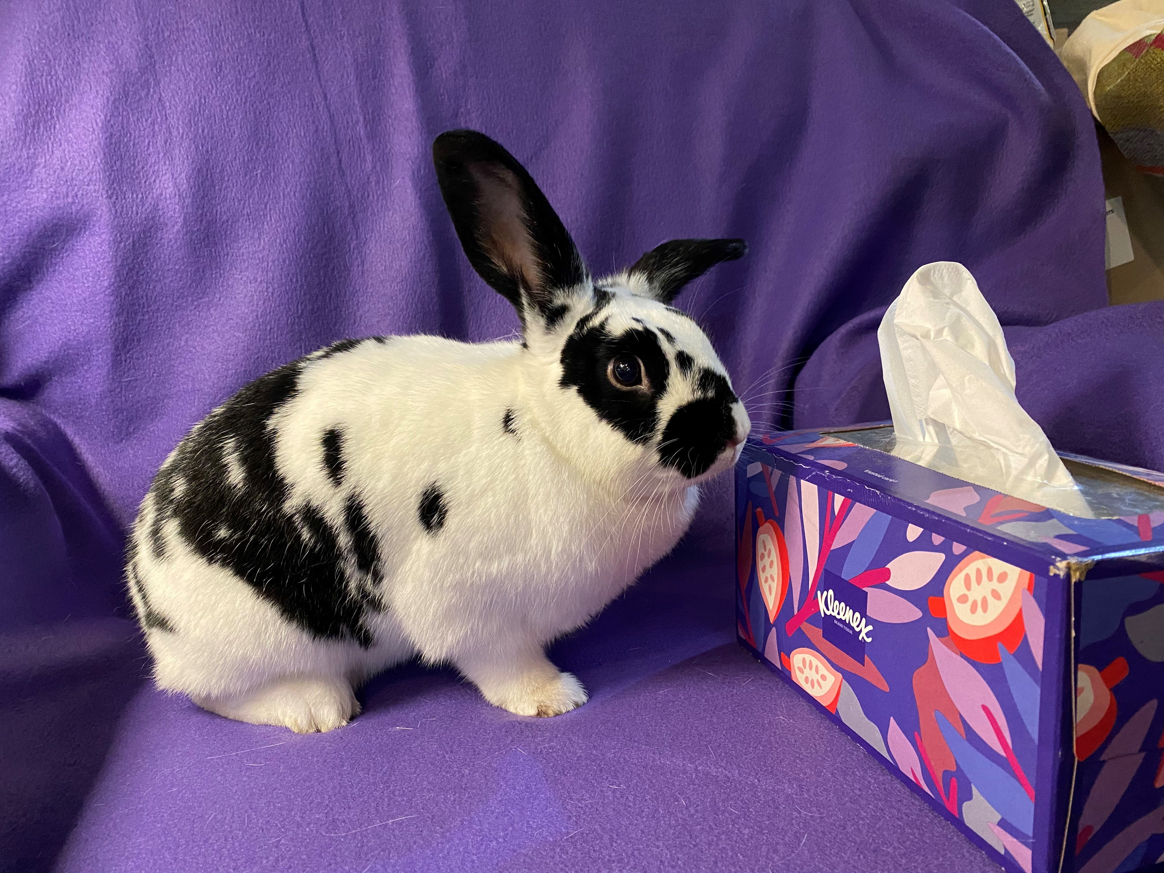 Sushi, an adoptable mixed breed in Carnation, WA image 5/5