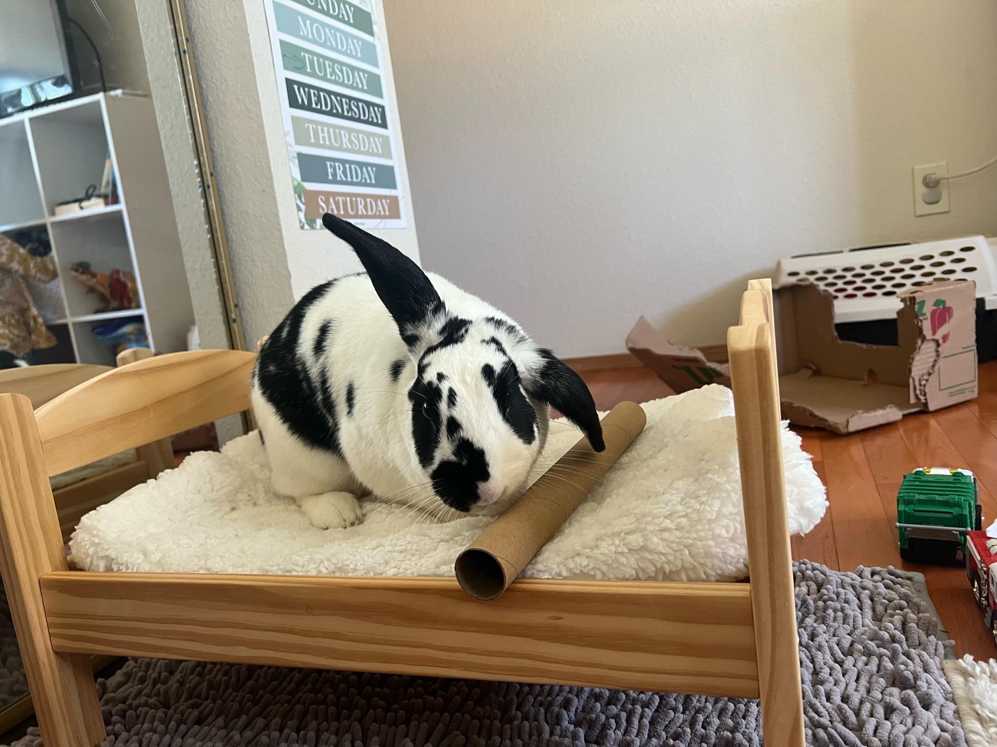 Sushi, an adoptable mixed breed in Carnation, WA image 3/5