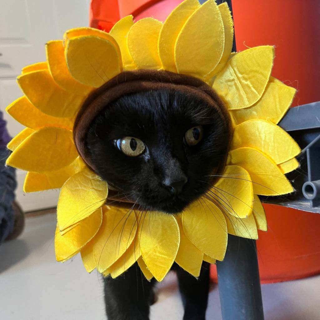 Enlarge Tallu, a Adoptable Domestic Short Hair in Driggs, ID image 2/3