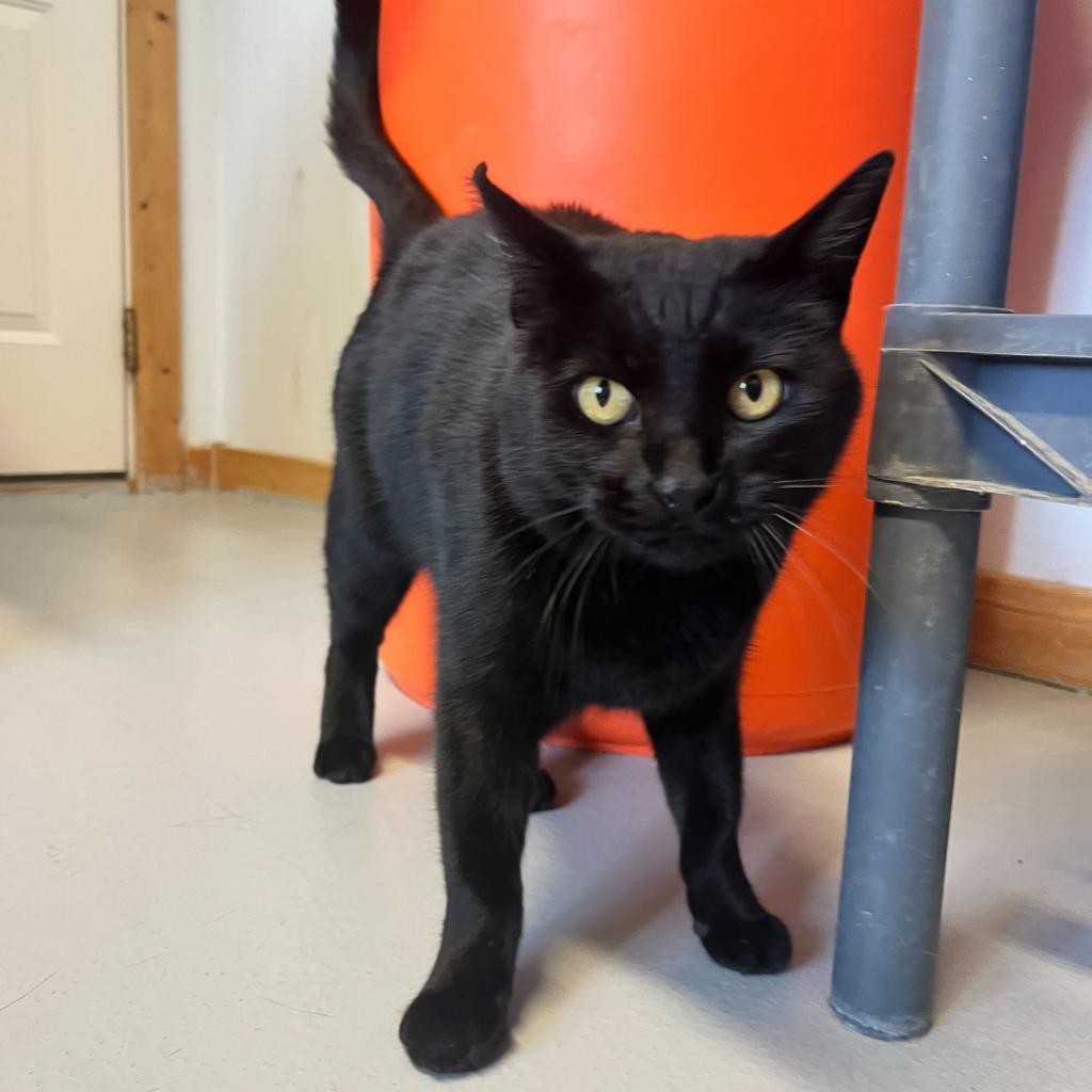 Enlarge Tallu, a Adoptable Domestic Short Hair in Driggs, ID image 3/3