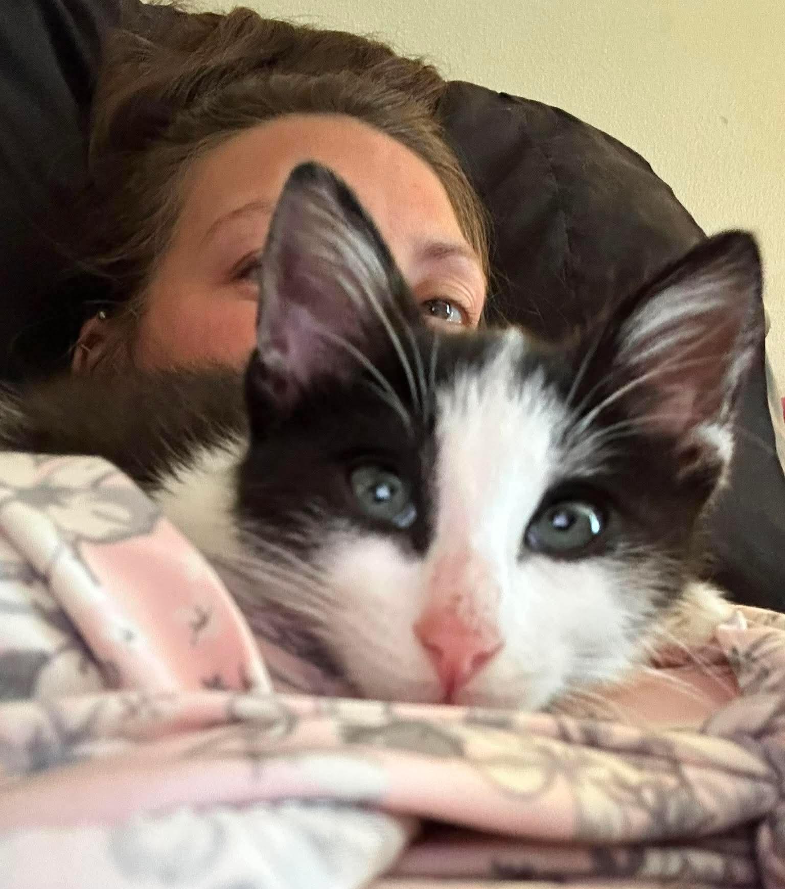 Purrito - Snuggly and playful, Adoptable, Kitten Male Domestic Short Hair.